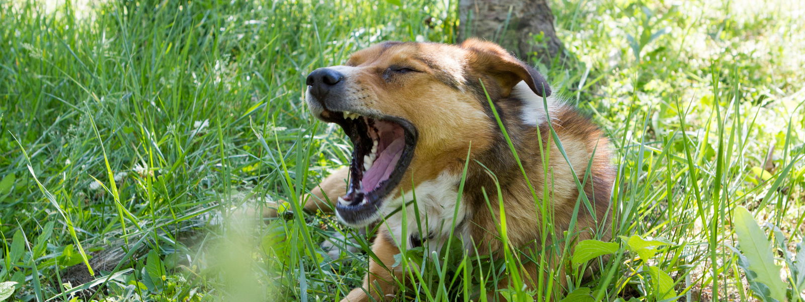 Ein Hund hustet