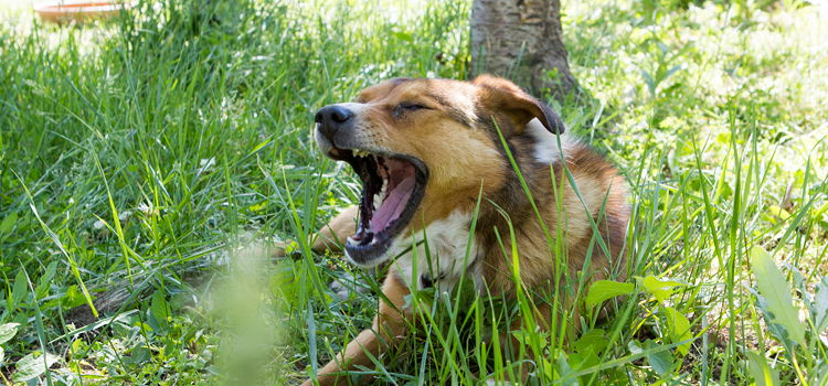 Ein Hund hustet