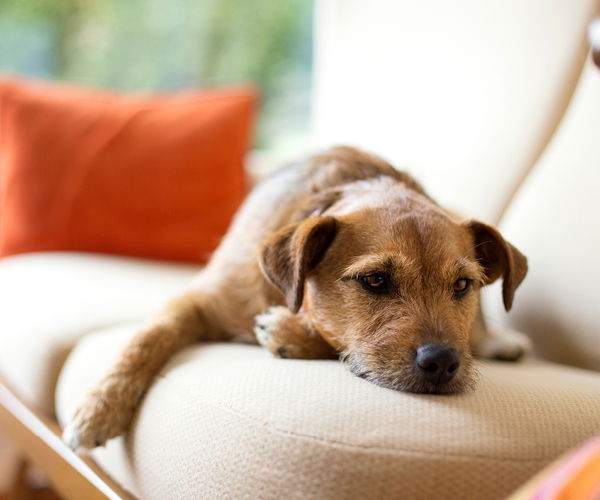 Hund liegt müde auf dem Sofa
