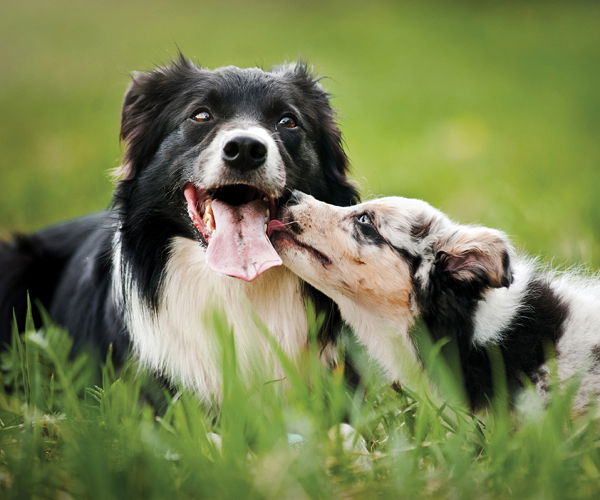 Hunde schlecken sich gegenseitig ab