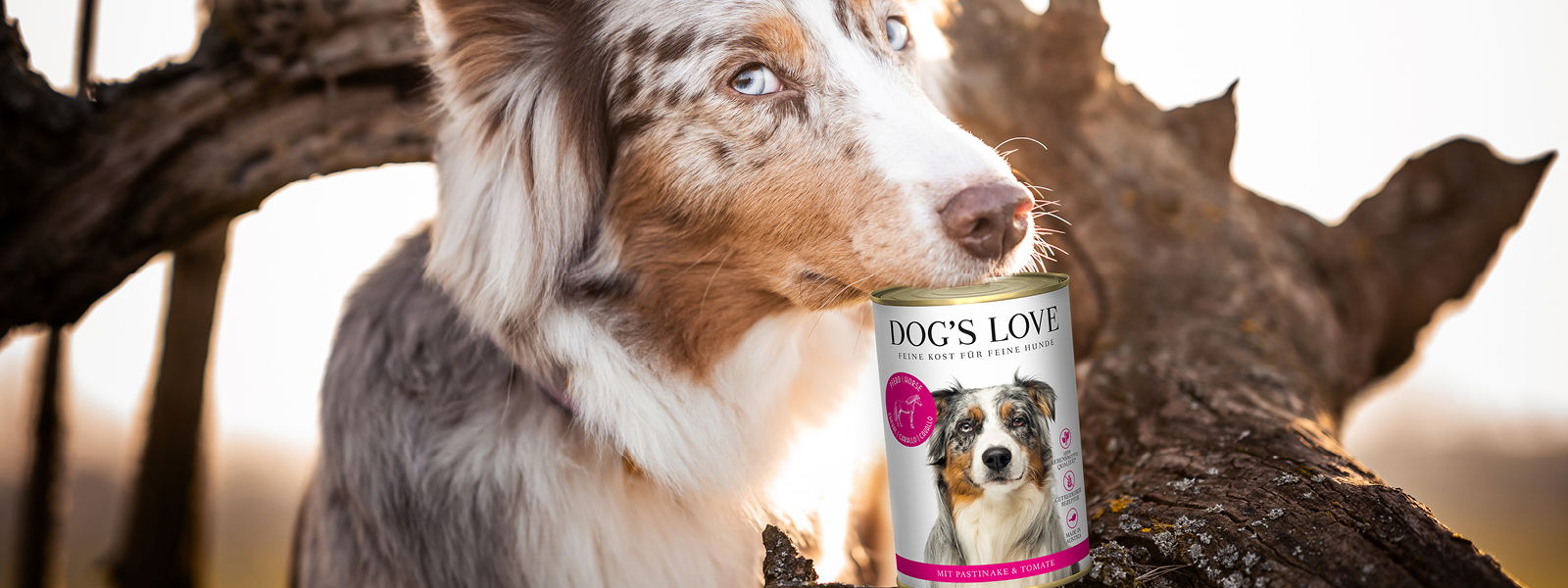 Hund mit einer Hundefutter Dose mit Pferdefleisch