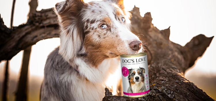 Hund mit einer Hundefutter Dose mit Pferdefleisch