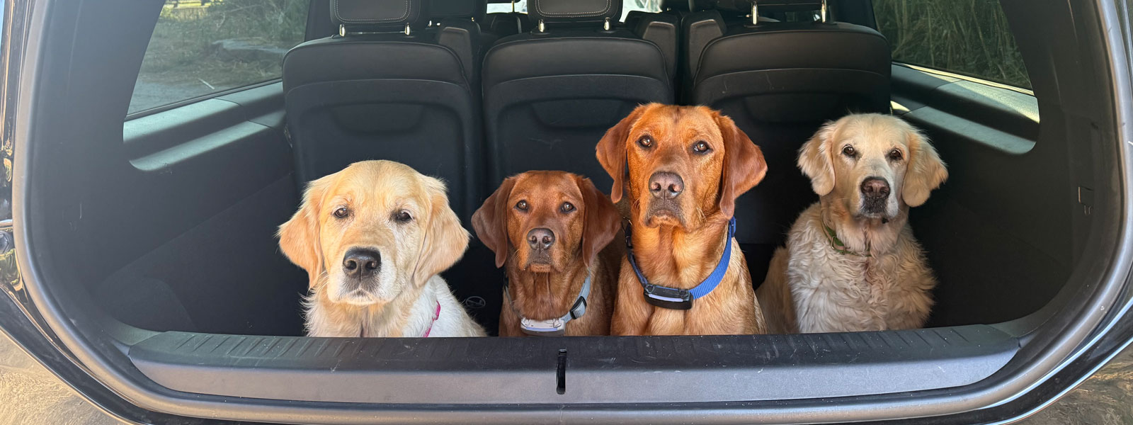 Katharina Miklauz Hunde Nougi, Daisy, Finn und Nala