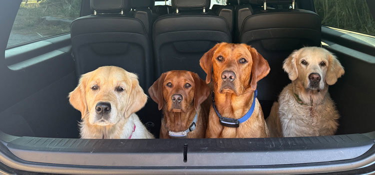 Katharina Miklauz Hunde Nougi, Daisy, Finn und Nala