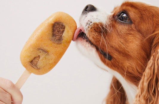 Hund schleckt ein Eis für Hunde ab