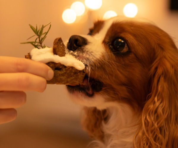 Hund riecht an Kekse f&uuml;r Hunde
