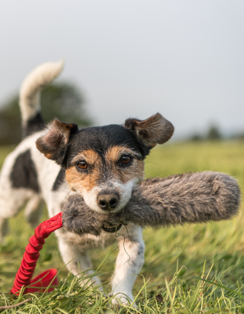 Hund hält ein Spielzeug im Maul