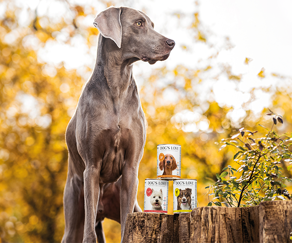 Ein Weimaraner mit Dogslove Hundefutter