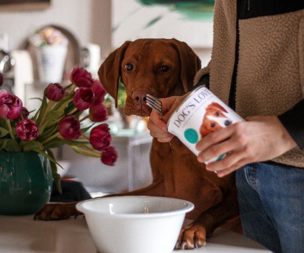 Nassfutter Dose mit Ente von Dog's Love