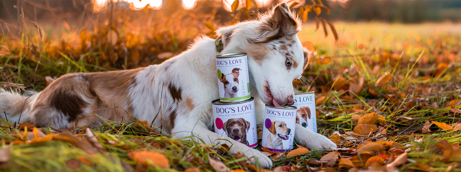 Hund leckt an einer Nassfutter Dose