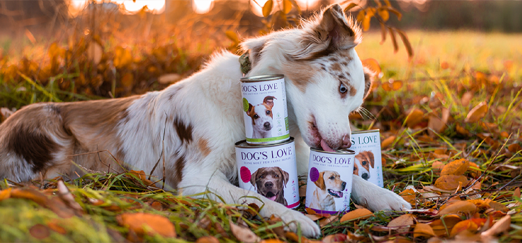 Hund leckt an einer Nassfutter Dose