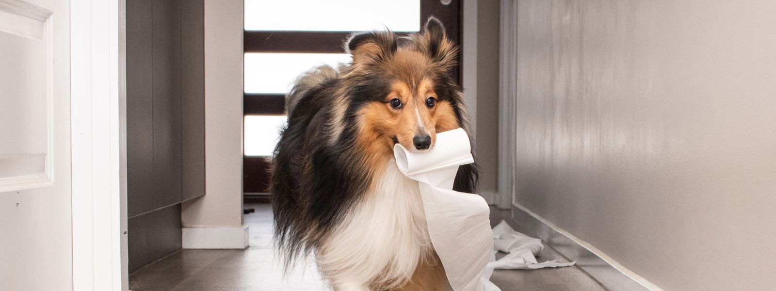 Ein Hund der auf dem Boden sitzt und nach oben in die Kamera sieht