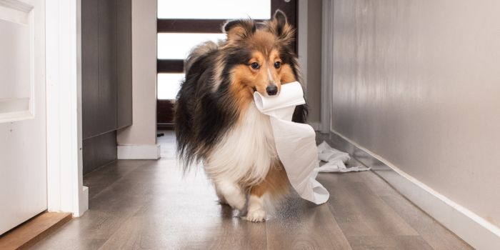 Ein Hund der auf dem Boden sitzt und nach oben in die Kamera sieht