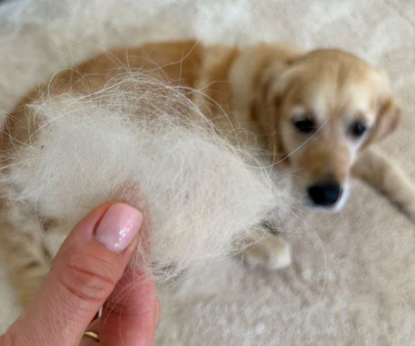 Katharina Miklauz hat einen B&uuml;schel Haare in der Hand