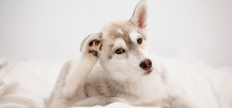 Hund der sich am Ohr kratzt