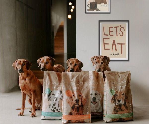 Mehrere Hunde sitzten hinter Hunde-Trockenfutter