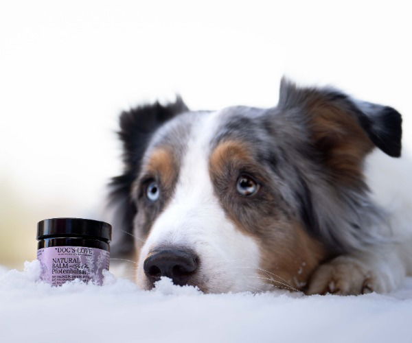 Hund im Winter mit Pfotenbalsam f&uuml;r Hunde