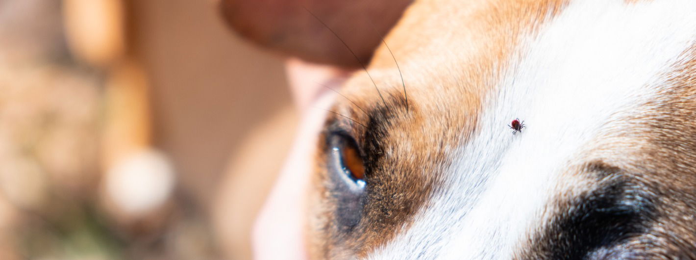 Hund mit einer Zecke