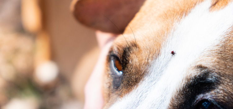 Hund mit einer Zecke