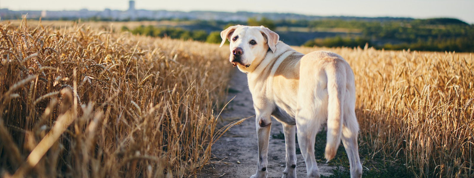 Hund im einen Getreidefeld