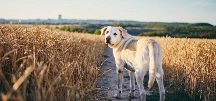 Hund im einen Getreidefeld