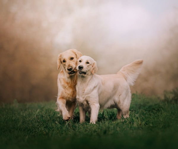 Zwei Hunde teilen sich ein Leckerli