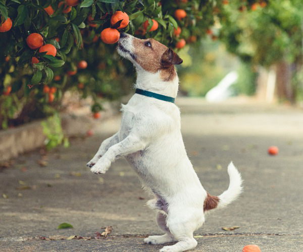 Hund riecht an einer Mandarine