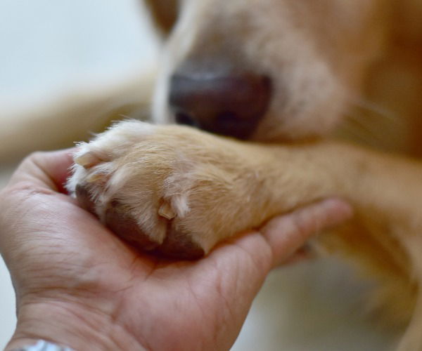 Mensch hält die Pfoten eines Hundes