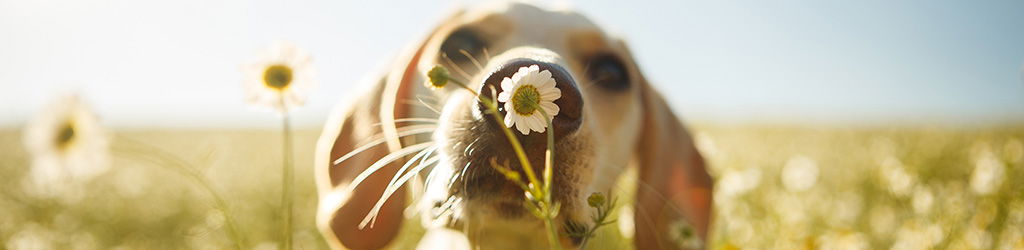 Hund schnüffelt an einer Blume