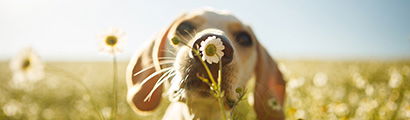 Hund schnüffelt an einer Blume