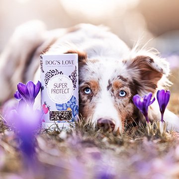 Herbs for dogs