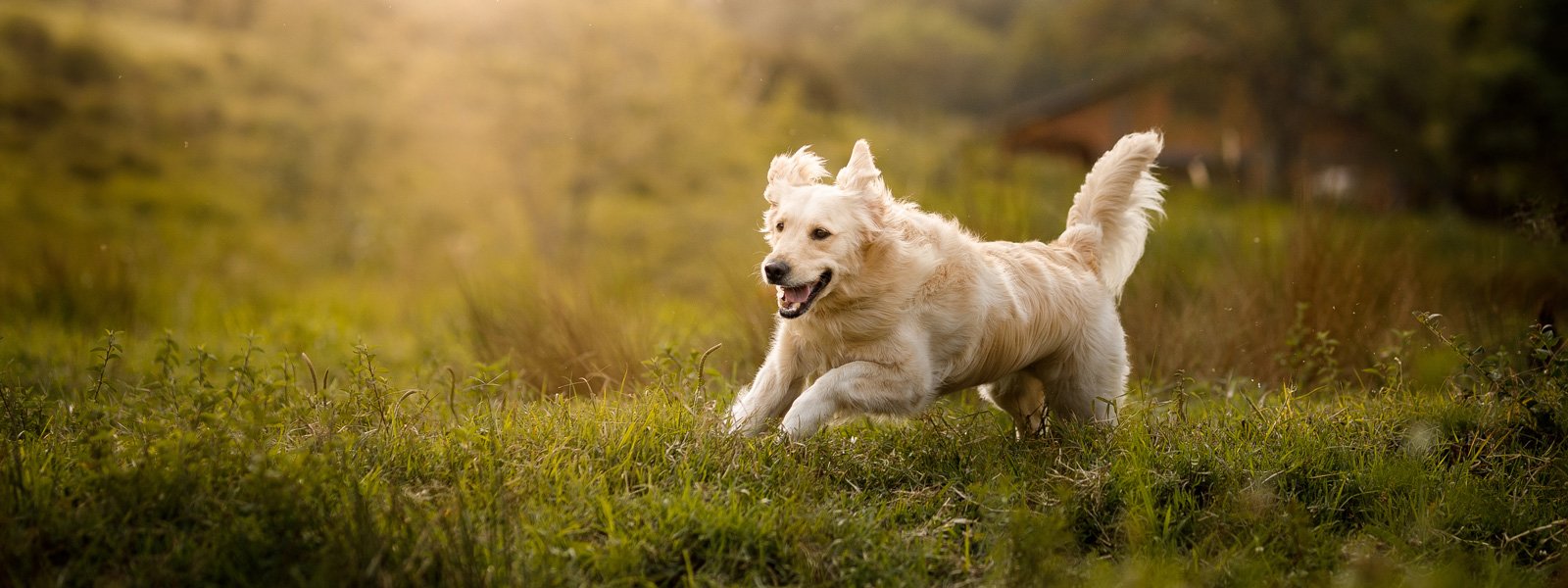 Dog running on the meadow
