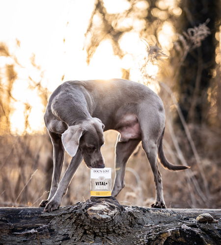 A dog is standing on a fallen tree, sniffing a can of DOG'S LOVE Vital Powder.