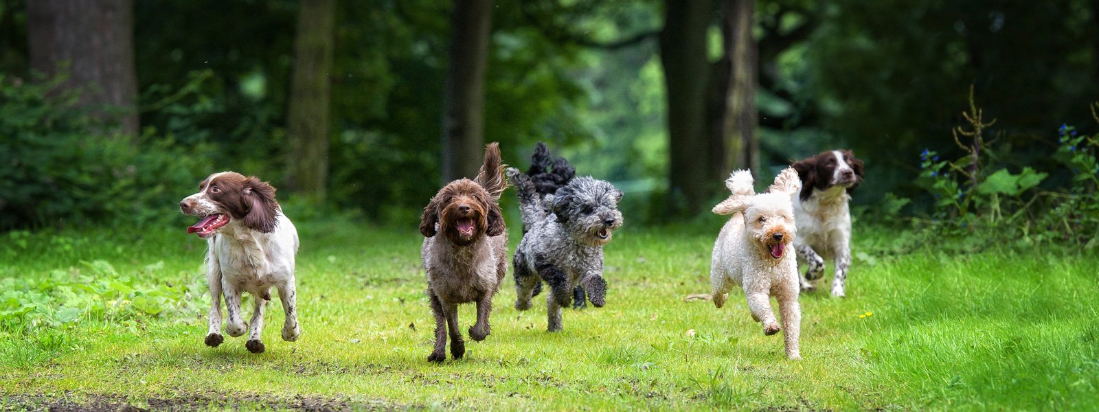 Several dogs running towards someone in a meadow