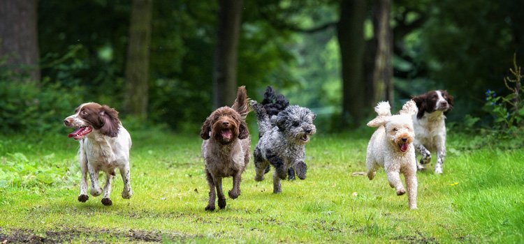 Several dogs running towards someone in a meadow