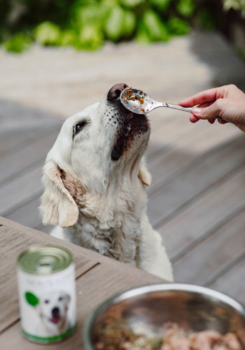 Nala, Katharina's dog, savouring a can of DOG'S LOVE