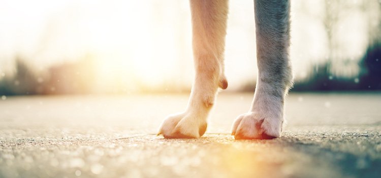 Dog paws standing on tarmac and the sun shining in the background