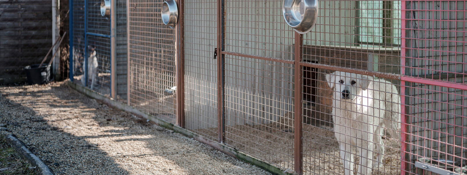 Dog locked in cage