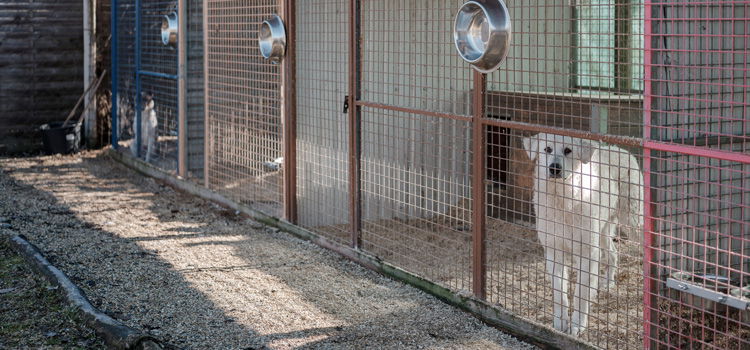 Dog locked in cage