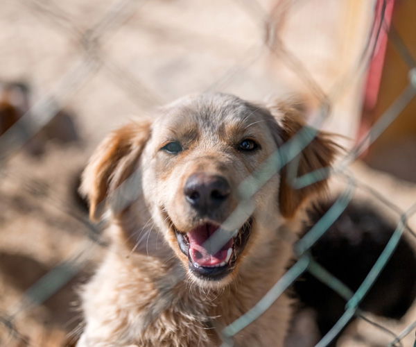 Dog behind a fence