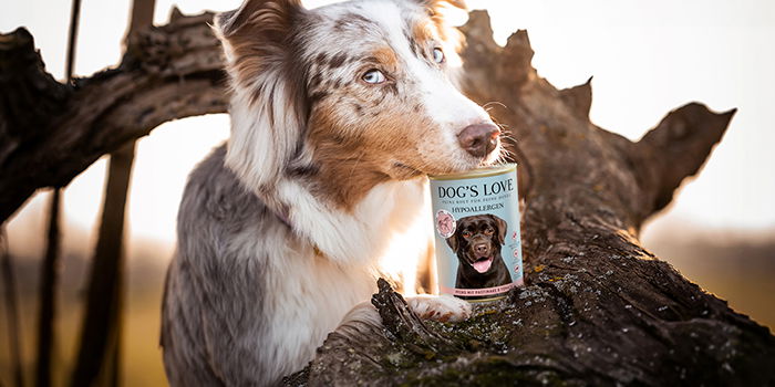 dog and can of dogfood with horsemeat