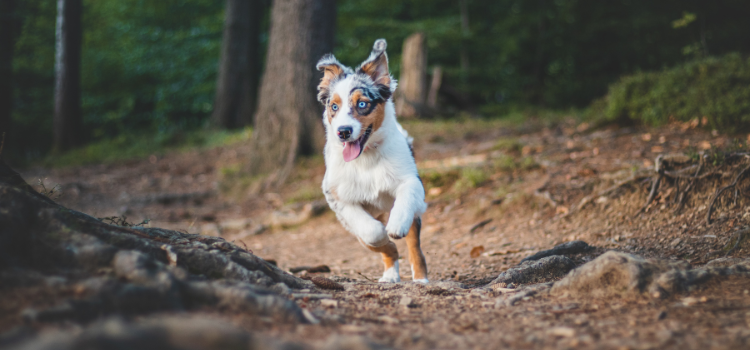 Dog runs in the forest