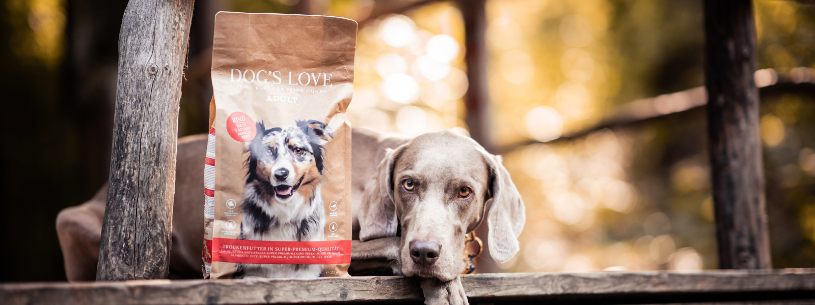 Dog in the forest with DOG'S LOVE dry food