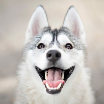 Husky is smiling at the camera