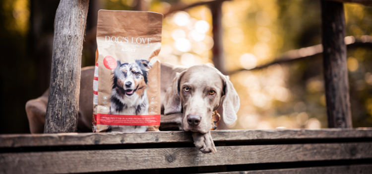 Dog in the forest with DOG'S LOVE dry food