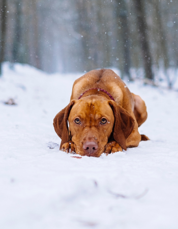 Dog lying in the snow