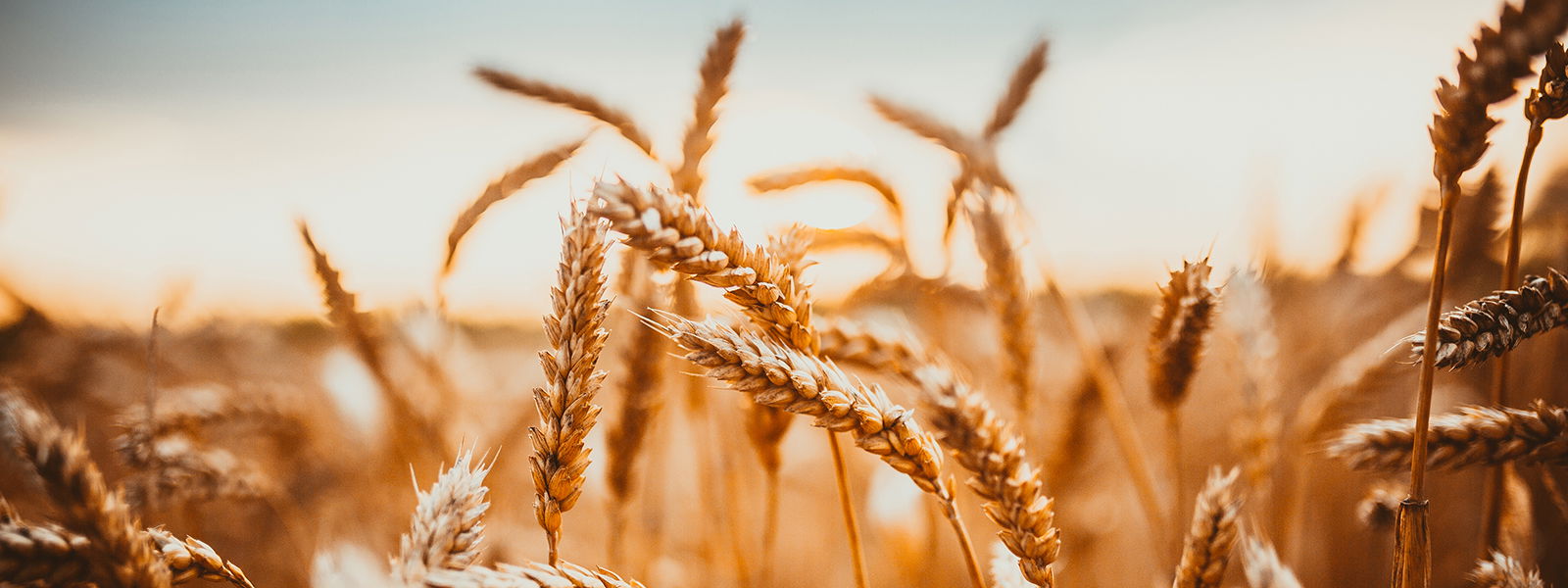 A meadow with grain