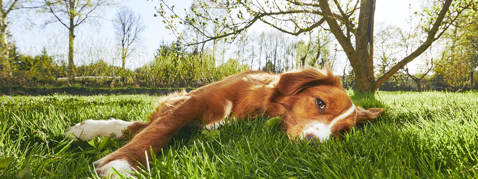 dog lying in a meadow 