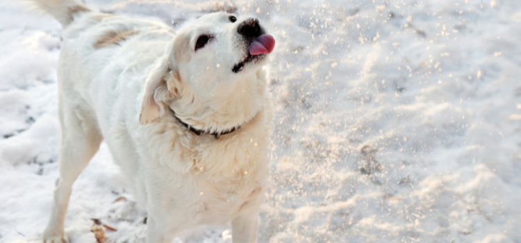 Dog catches snowflakes with its tongue