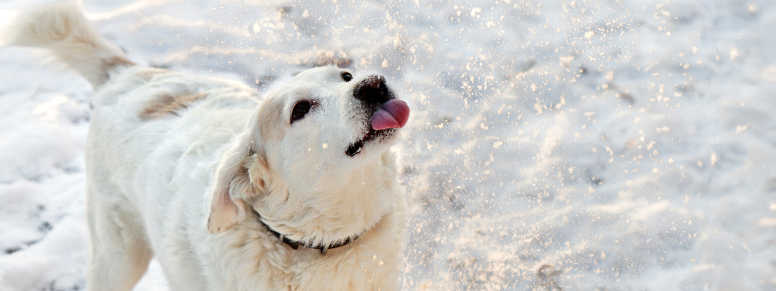 Dog catches snowflakes with its tongue